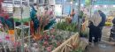 برپایی بازارچه عرضه گل و گیاه در  منطقه ۲