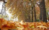 برپایی گذر سمفونی پاییز در بوستان فدک  منطقه۲