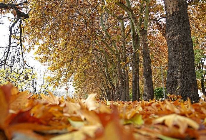 برپایی گذر سمفونی پاییز در بوستان فدک  منطقه۲