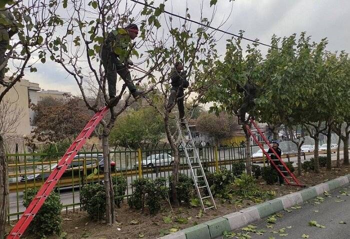 درختان منطقه۲ آماده خواب زمستانی شد