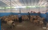 برپایی جایگاه عرضه و ذبح بهداشتی دام در منطقه ۲