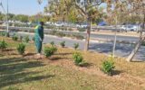 کاشت بیش از ۳۳ هزار اصله درخت و درختچه در منطقه ۱۹