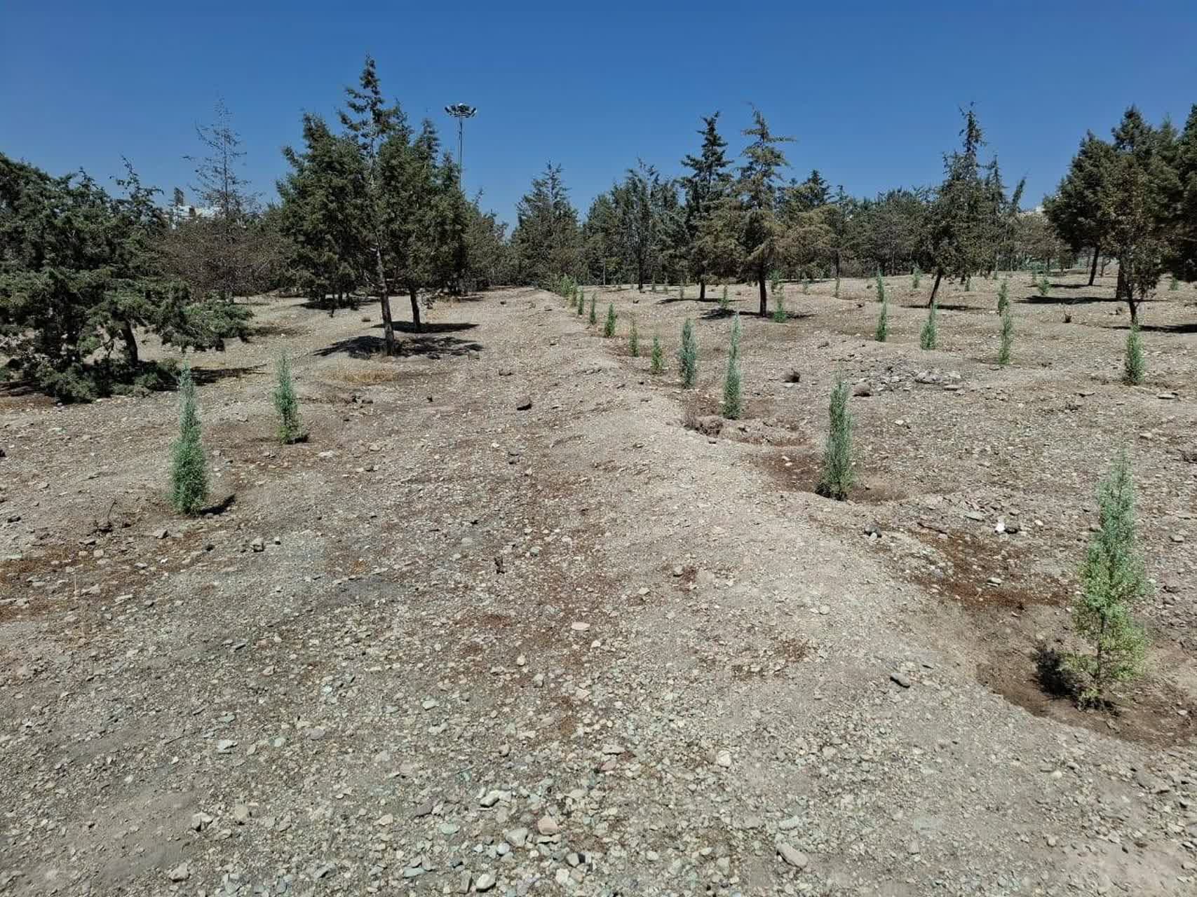 کاشت ۳۰۰۰ اصله درخت و درختچه در بوستان ساحل‌