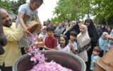 برپایی جشنواره گلاب‌گیری در منطقه یک همزمان با دهه کرامت