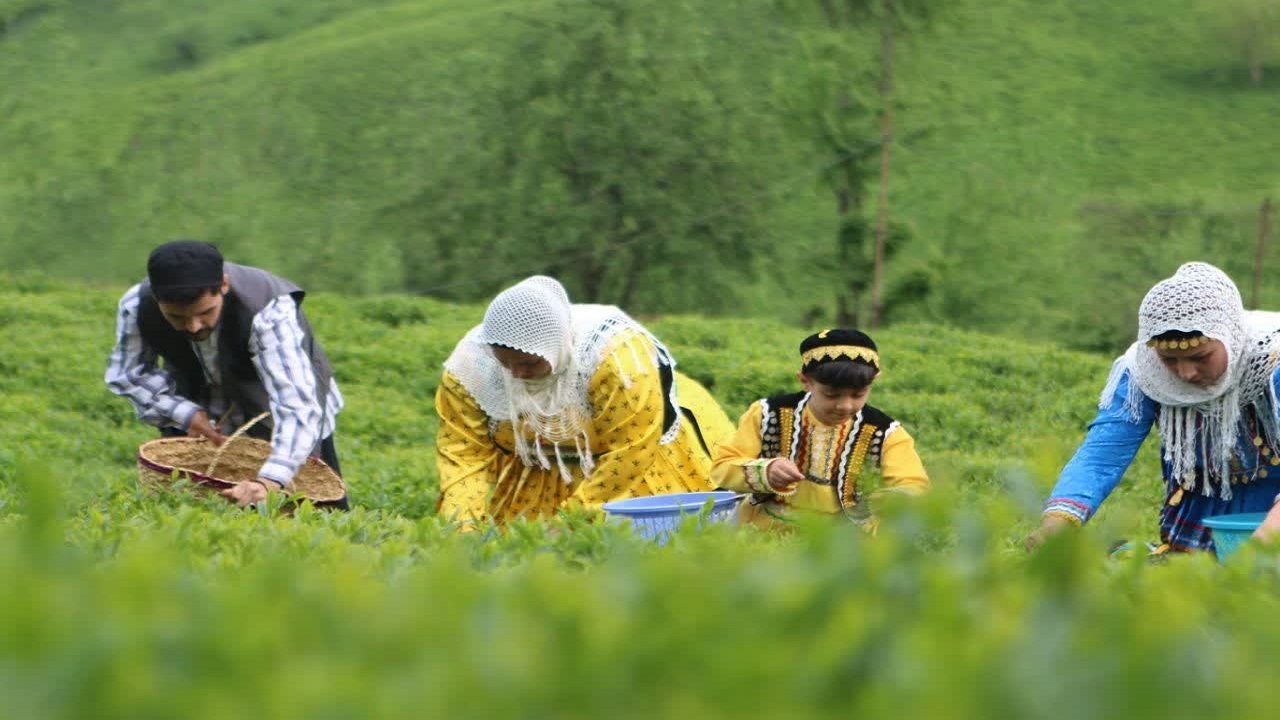 مرثیه‌ای برای برگ سبز چای